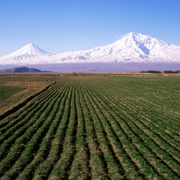 Perché è necessario tenere Monsanto alla larga dall’Armenia